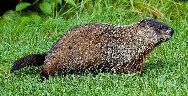 Groundhog on grass, wildlife