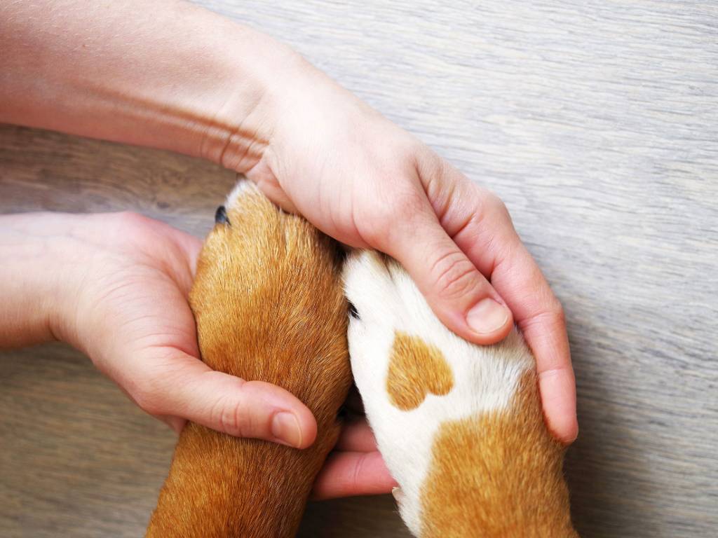 paws in hand